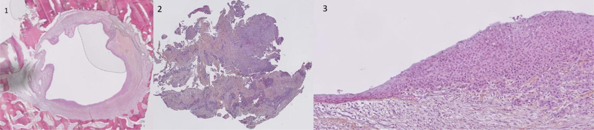 Fig. 4 Refer to the following caption and surrounding text.