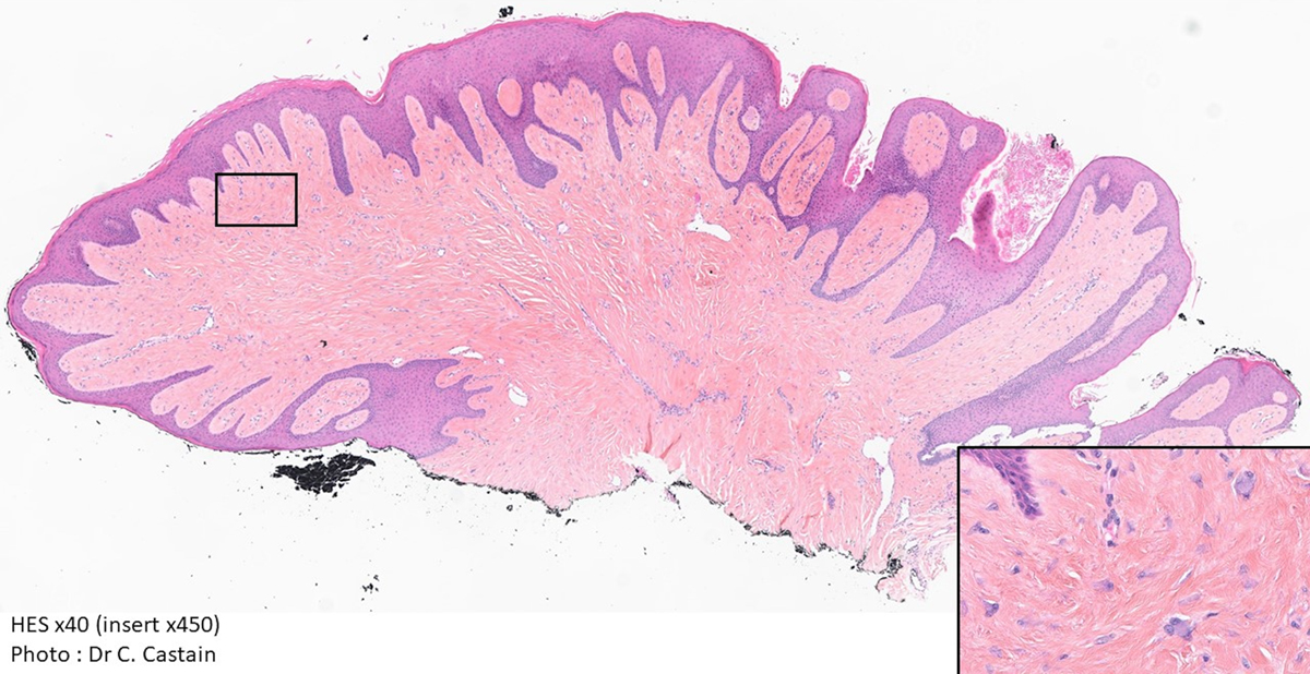 Fig. 3 Refer to the following caption and surrounding text.