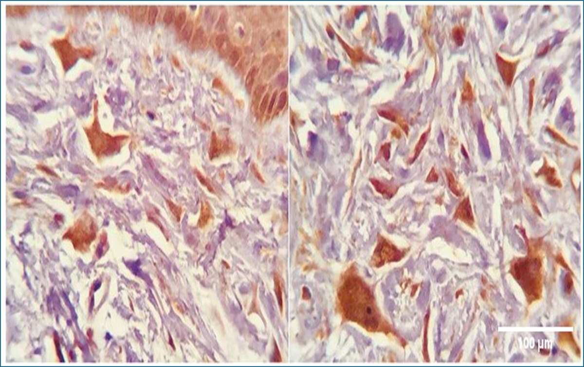 Fig. 3 Refer to the following caption and surrounding text.