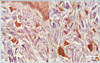 Thumbnail: Fig. 3 Refer to the following caption and surrounding text.