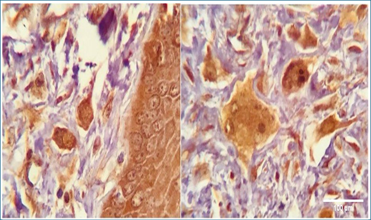 Fig. 4 Refer to the following caption and surrounding text.