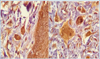 Thumbnail: Fig. 4 Refer to the following caption and surrounding text.